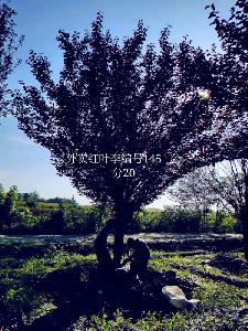 20公分红叶李价格5850元-高度5m-冠幅4m